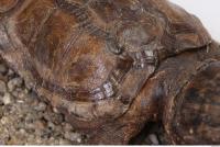 tortoise shell 0022